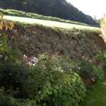 Aménagement d'un talus : premières plantations.
