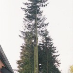 Abattage d'un épicéa
