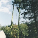 Abattage d'un épicéa