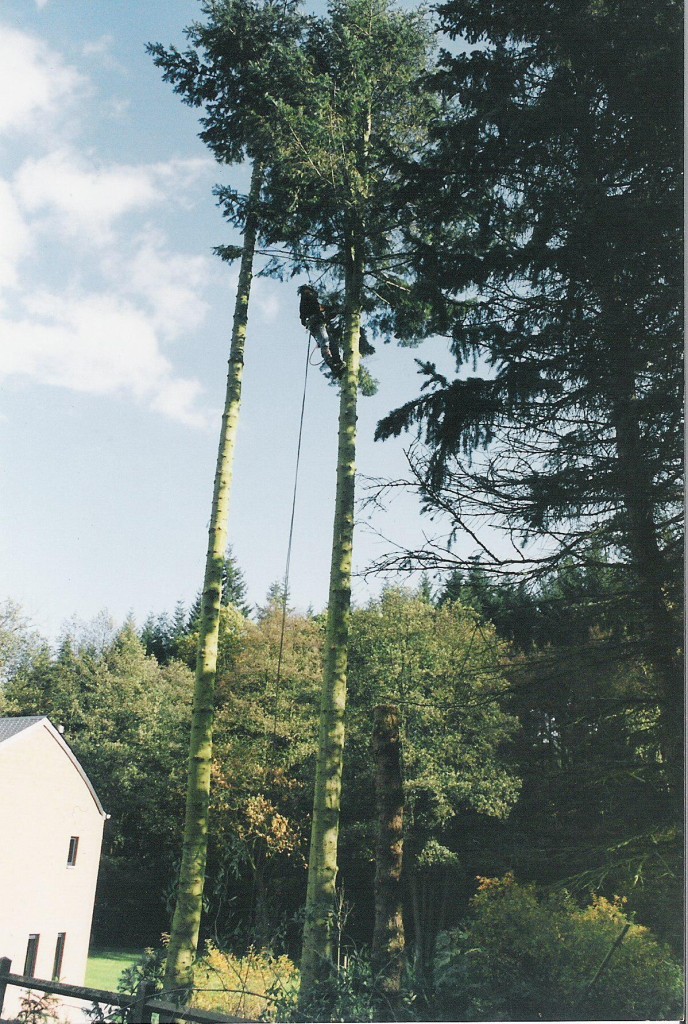 Abattage d'un épicéa